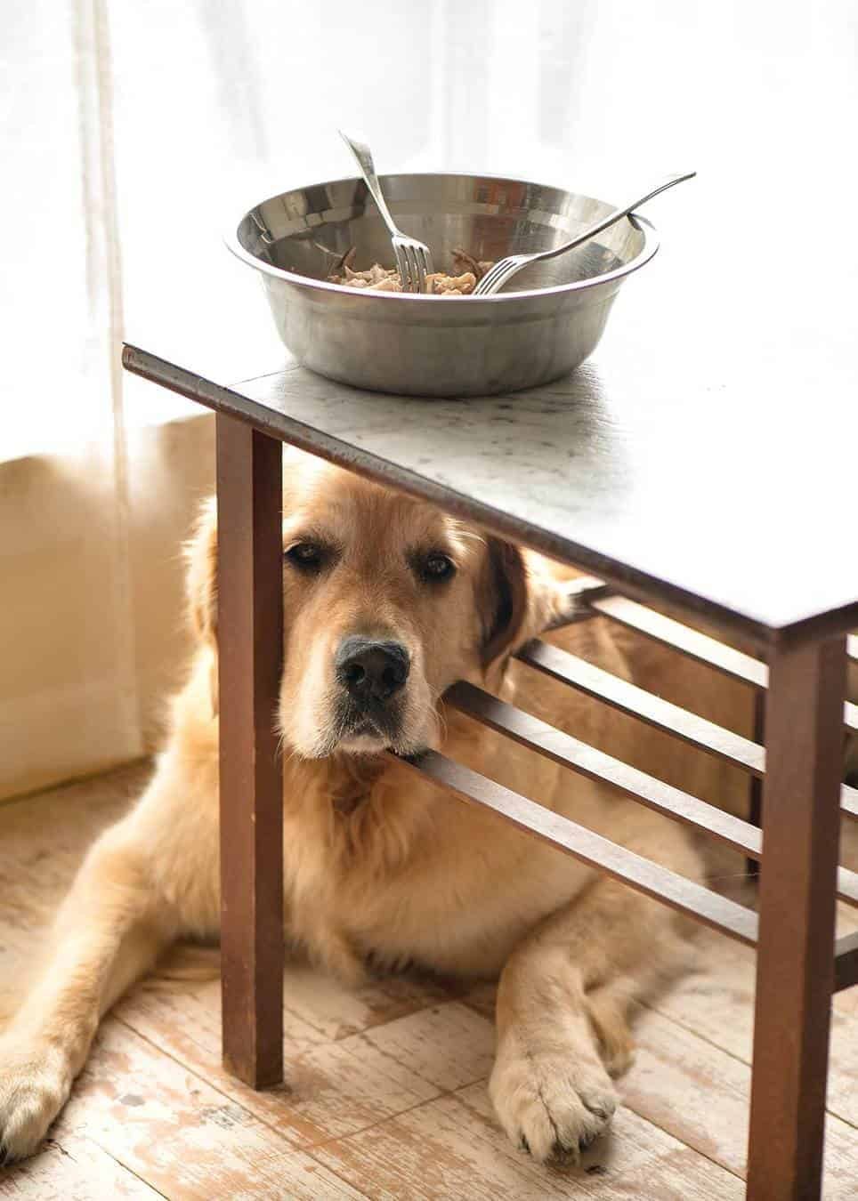 Dozer the golden retriever sitting under a bowl of shredded chicken