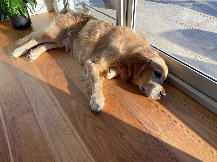 Dozer-ignoring-chickpea-salad