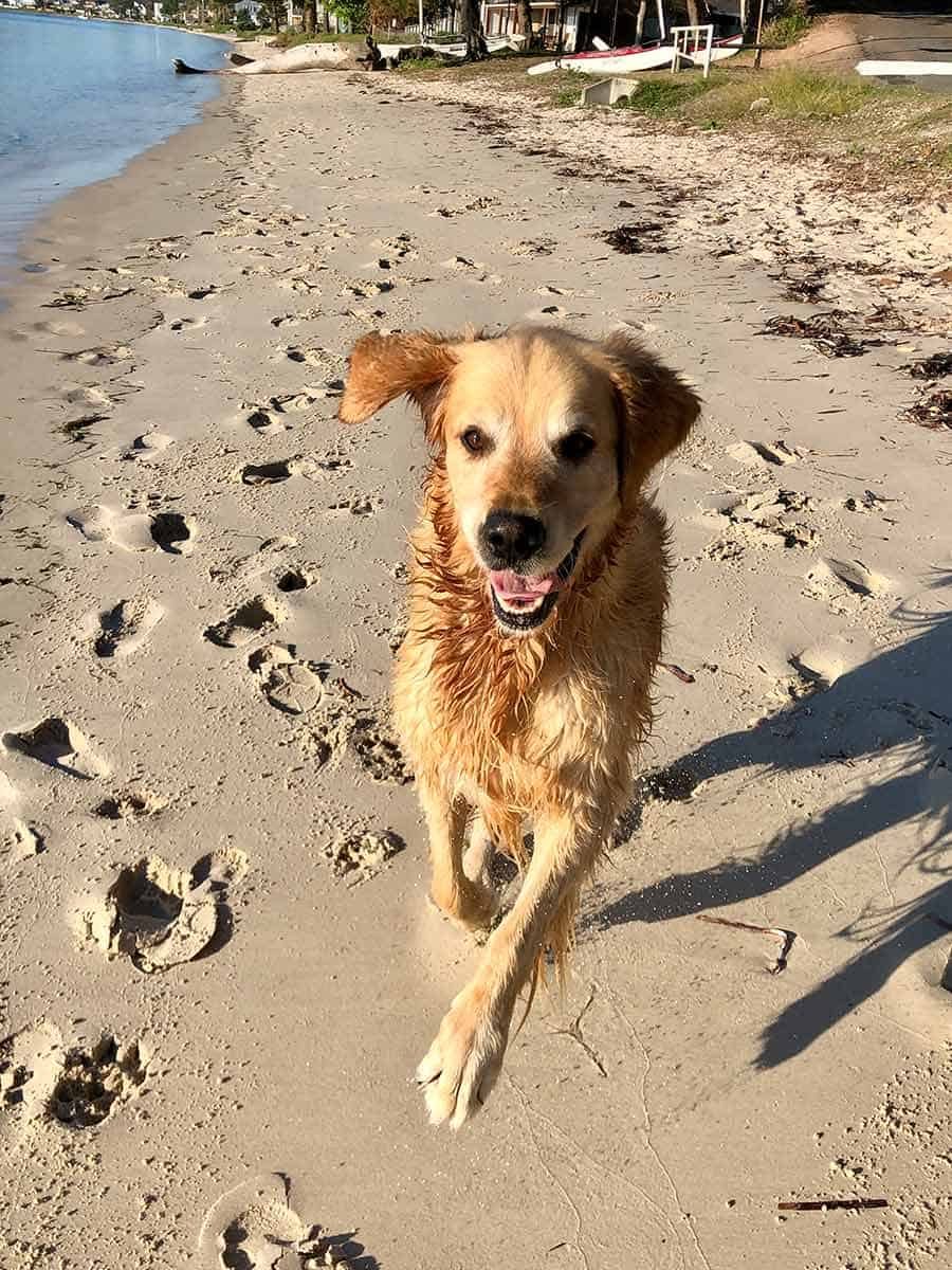 Dozer smiling Port Stephens May 2019