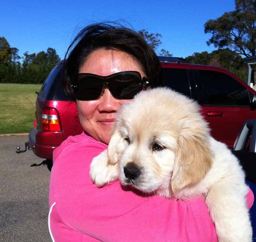 Nagi and Dozer the golden retriever as a puppy